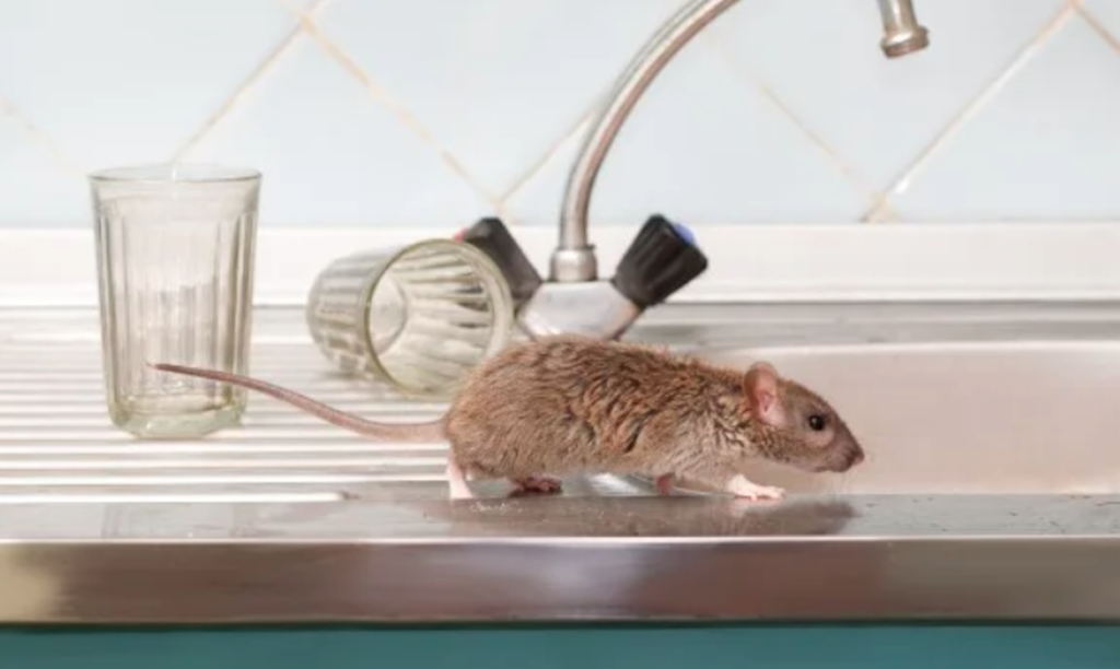 Signs of An Impending Mice Infestation Problem