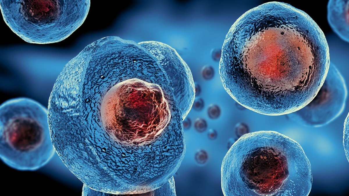 Everything You Should Know About Stem Cell Therapy - IMC Grupo