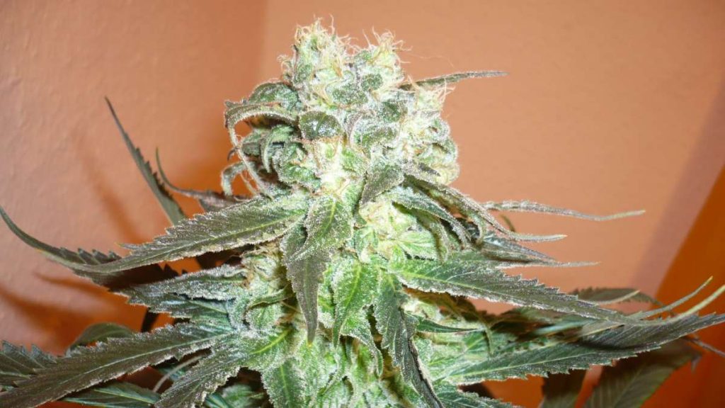 Mango Kush Feminized Seeds