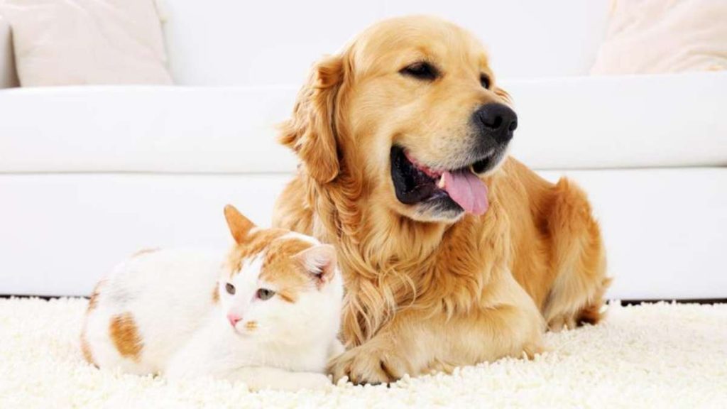 The Complete Guide to Understanding Pet Insurance Coverage