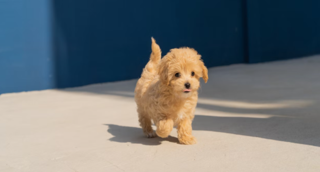 5 Tips for Getting Your New Puppy Ready for the First Day