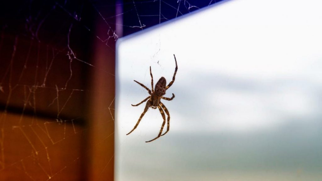 How To Get Rid Of Spiders And Help Prevent Spider Webs