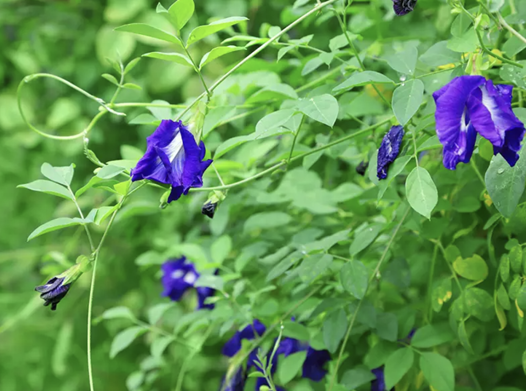 New Achievement on Natural Blue Pigment: Binmei Butterfly Pea Flower Extract