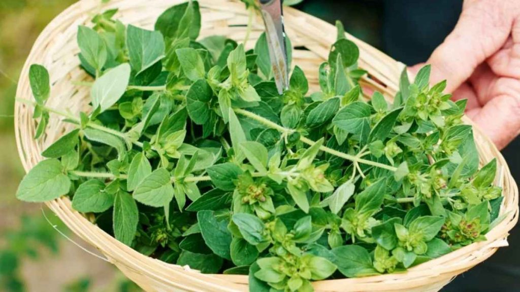 Various benefits of buying strains of Natural herbs