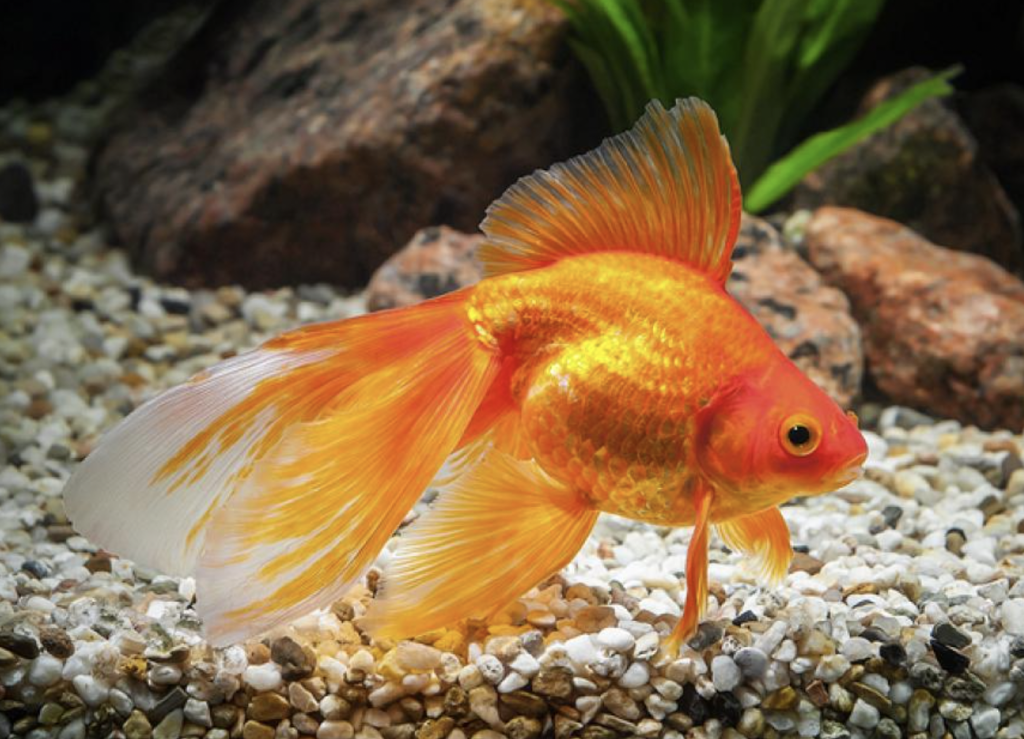 The Lifespan of Pet Fish: How Long Do They Really Live