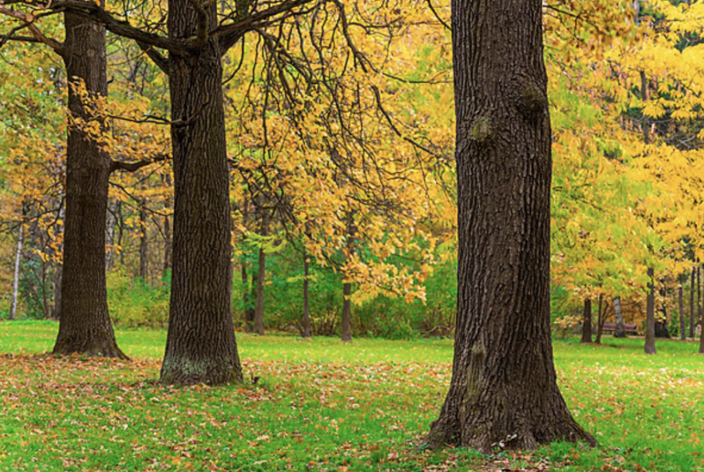 Inside the Verdant Canopy of Seven Leaves