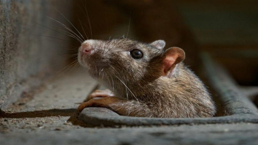 10 Effective Rodent Control Tips