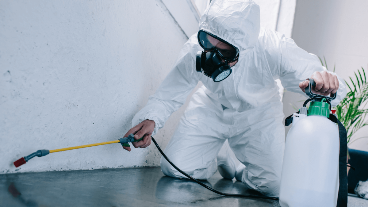 The Importance of Professional Pest Control for a Safe Home